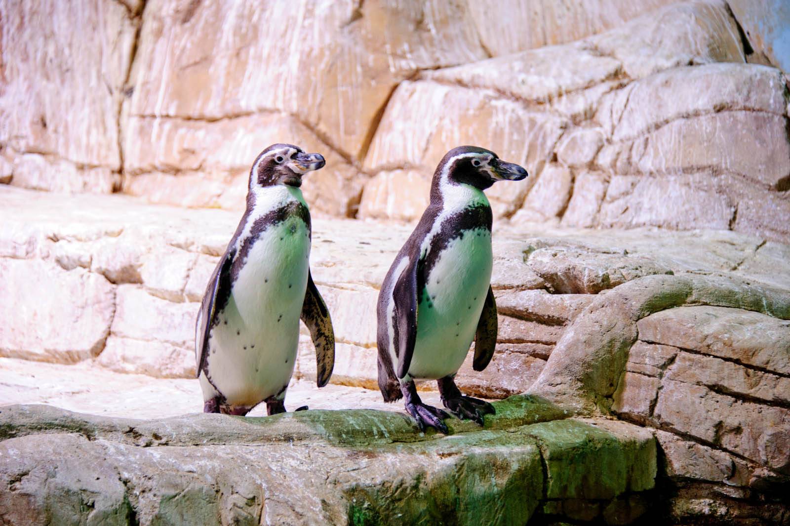 See & Do – Protaras Ocean Aquarium